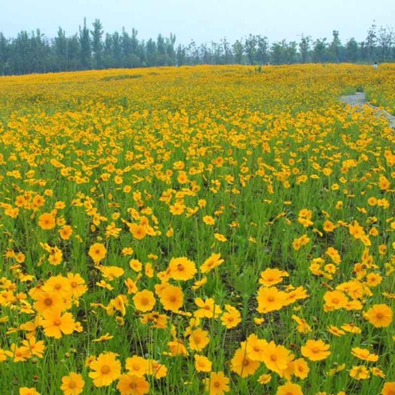 金鸡菊种子花种子春夏秋播种宿根花卉种子园林景观绿化工程