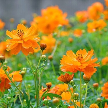 硫华菊种子黄波斯菊花籽庭院景观绿化花海花卉种子