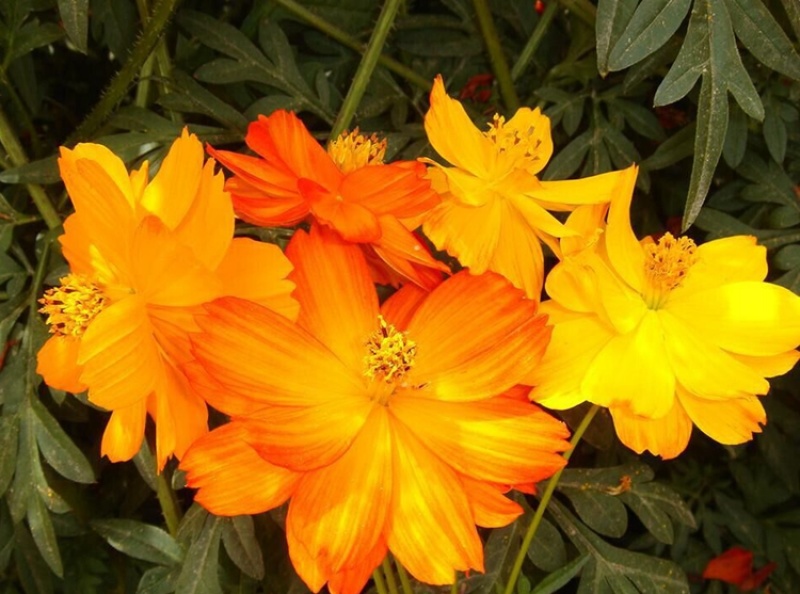 硫华菊种子黄波斯菊花籽庭院景观绿化花海花卉种子