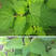 藿香种子解暑霍香正气食用香草种籽四季播种室内阳台盆栽