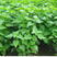藿香种子解暑霍香正气食用香草种籽四季播种室内阳台盆栽