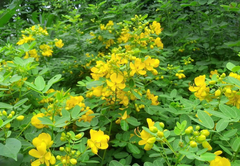 堤坝护坡灌木植物决明子种子马蹄决明钝叶决明假绿豆草