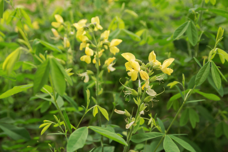 堤坝护坡灌木植物决明子种子马蹄决明钝叶决明假绿豆草