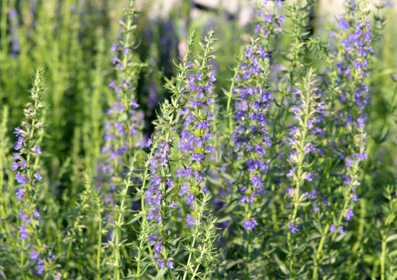 神香草种子牛膝草柳薄荷海索草耐热香草香料种子