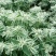 银边翠种子高山积雪象牙白种子景观庭院花海种植花卉种子