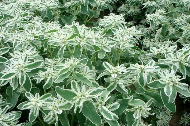 银边翠种子高山积雪象牙白种子景观庭院花海种植花卉种子