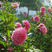 地瓜花大丽花种子易种植庭院阳台混色花卉种子花色艳丽