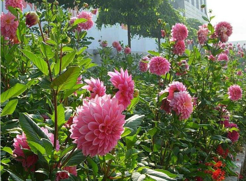 地瓜花大丽花种子易种植庭院阳台混色花卉种子花色艳丽