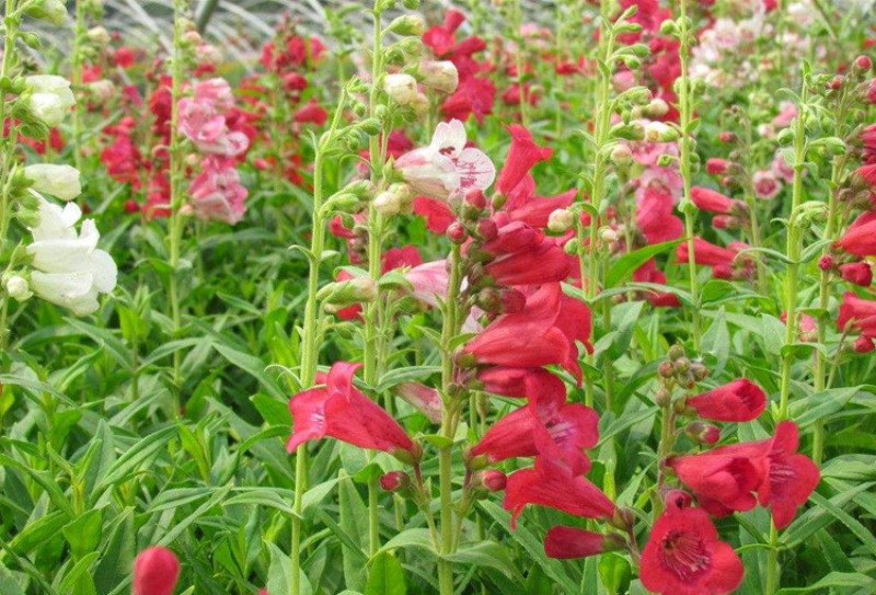 钓钟柳种子吊钟柳花卉种子景观庭院花海种植花种子量大优惠