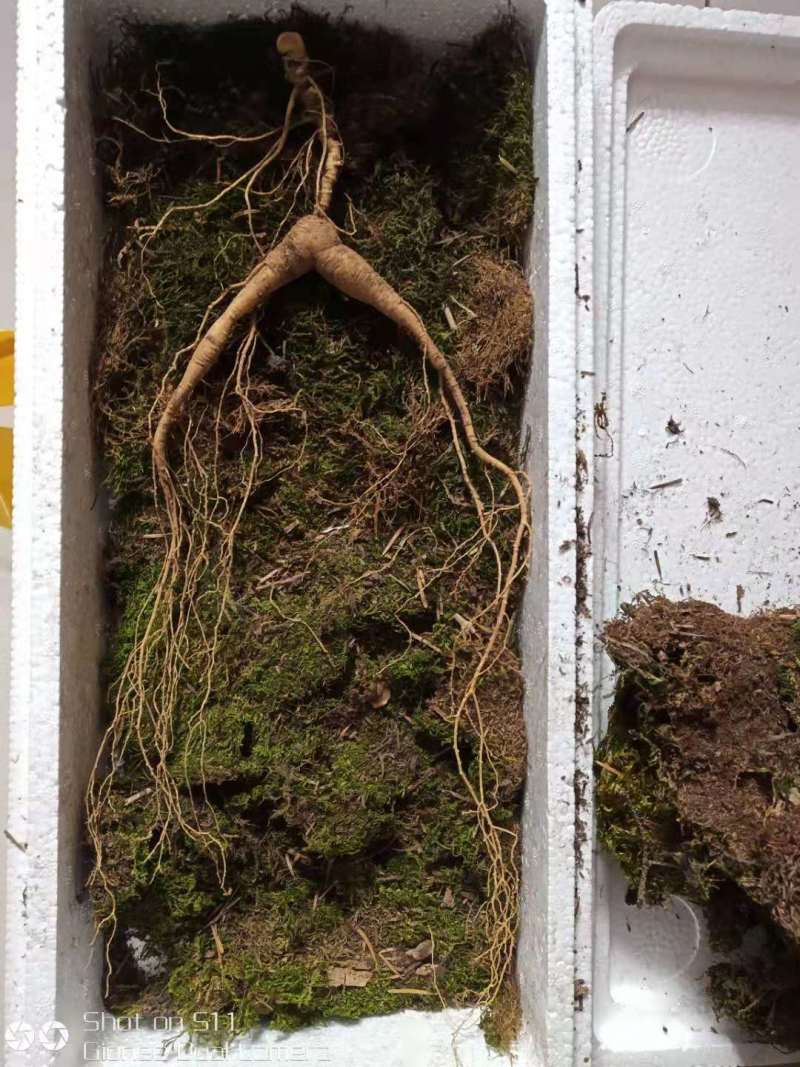 【特价精选】长白山纯林下山参籽货28年左右