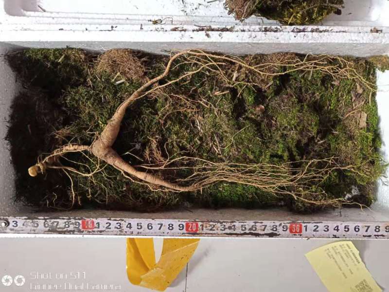 【特价精选】长白山纯林下山参籽货28年左右