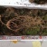 【特价精选】长白山纯林下山参籽货28年左右