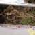 【特价精选】长白山纯林下山参籽货28年左右