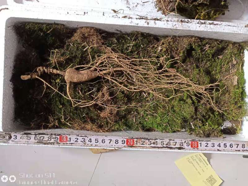【特价精选】长白山纯林下山参籽货28年左右