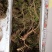【特价精选】长白山纯林下山参籽货28年左右