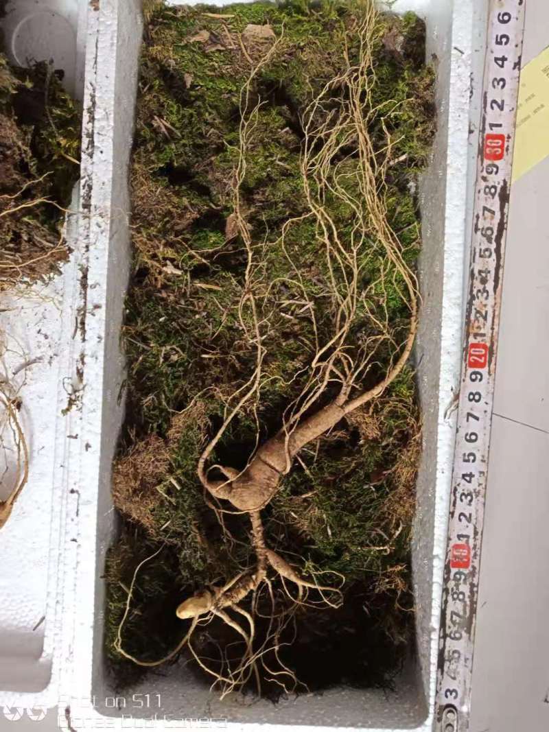 【特价精选】长白山纯林下山参籽货28年左右