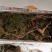 【特价精选】长白山纯林下山参籽货28年左右