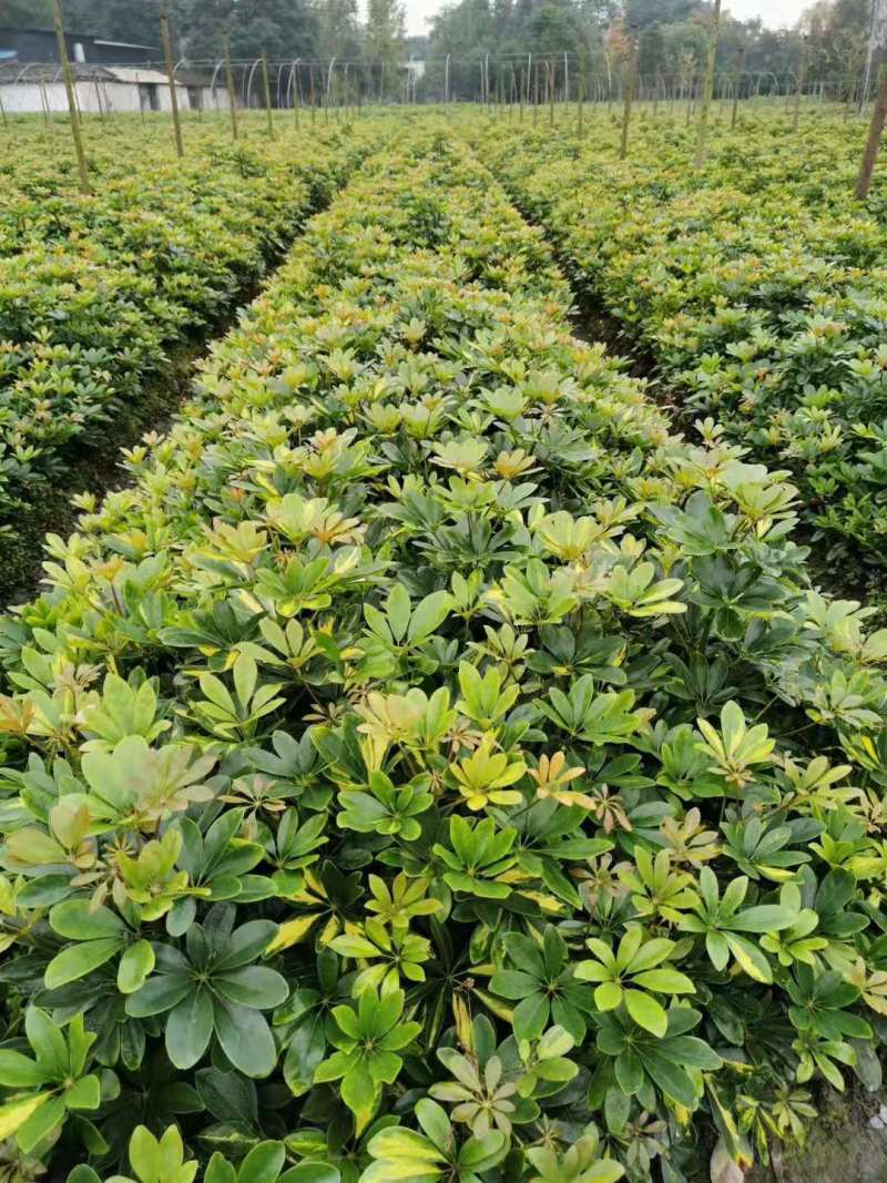供应优质高30-40鸭脚木小苗价格0.8元，优质四川货源
