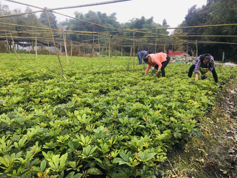 供应优质高30-40鸭脚木小苗价格0.8元，优质四川货源