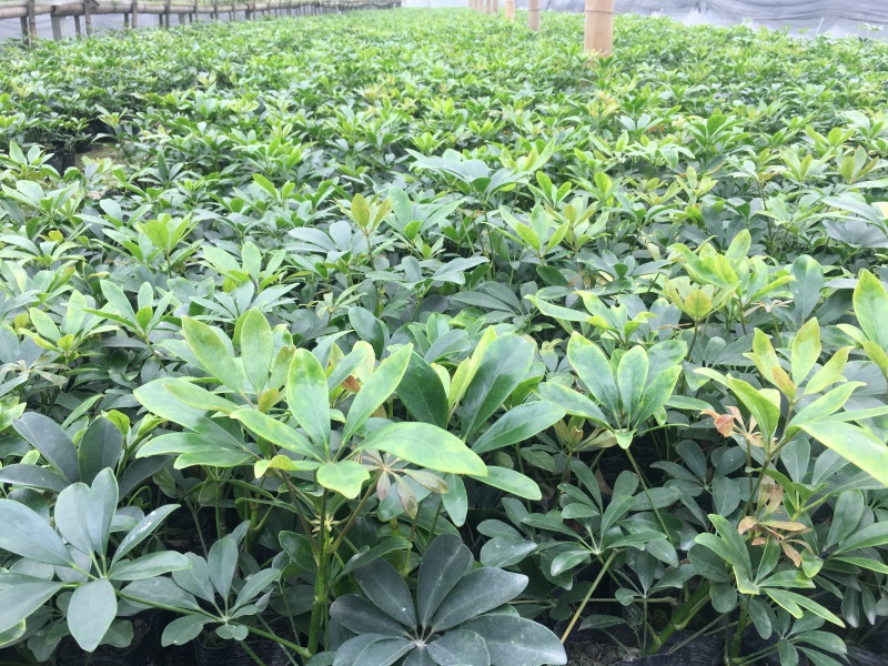 供应优质高30-40鸭脚木小苗价格0.8元，优质四川货源