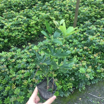 供应优质高30-40鸭脚木小苗价格0.8元，优质四川货源