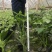 供应优质高30-40鸭脚木小苗价格0.8元，优质四川货源