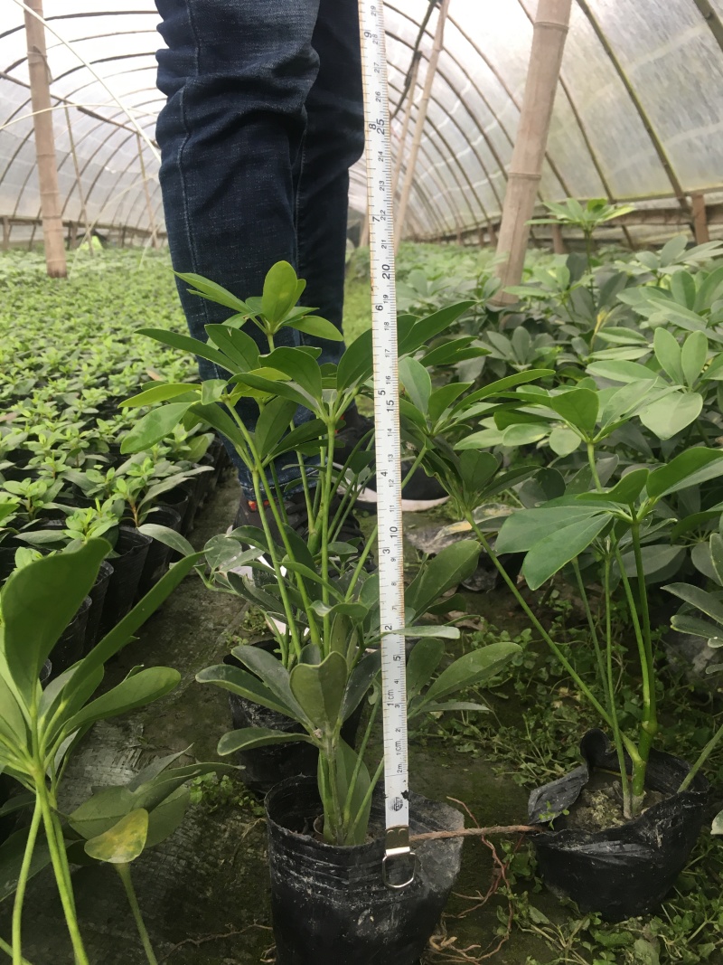 供应优质高30-40鸭脚木小苗价格0.8元，优质四川货源