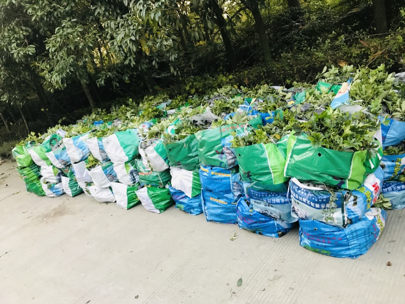 供应优质高30-40鸭脚木小苗价格0.8元，优质四川货源