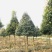 米径2-25公分天竺桂成都精品优质天竺桂苗圃直销