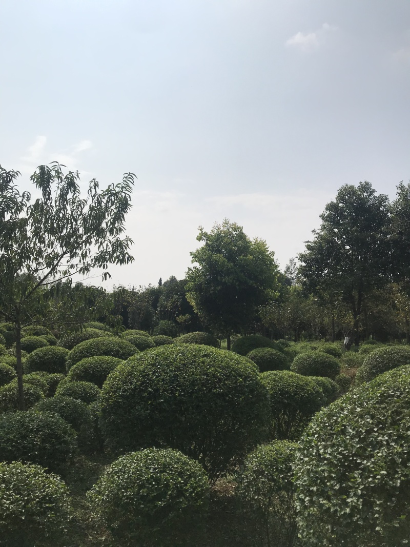 四川精品优质小叶女贞球郫都区名川园艺场供应