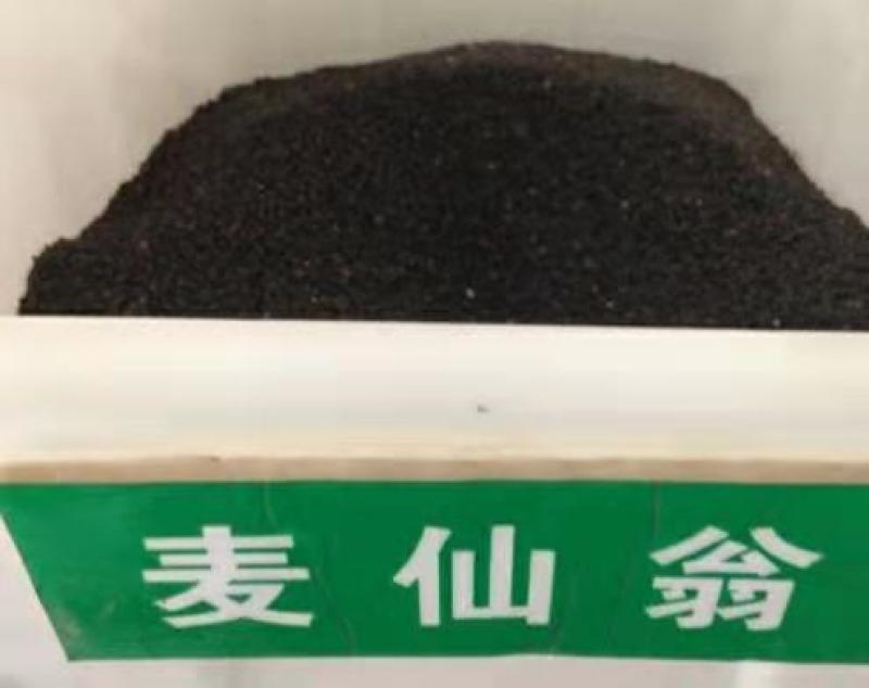 麦仙翁种子耐旱花海麦毒草花期长四季播种庭院景观花卉种