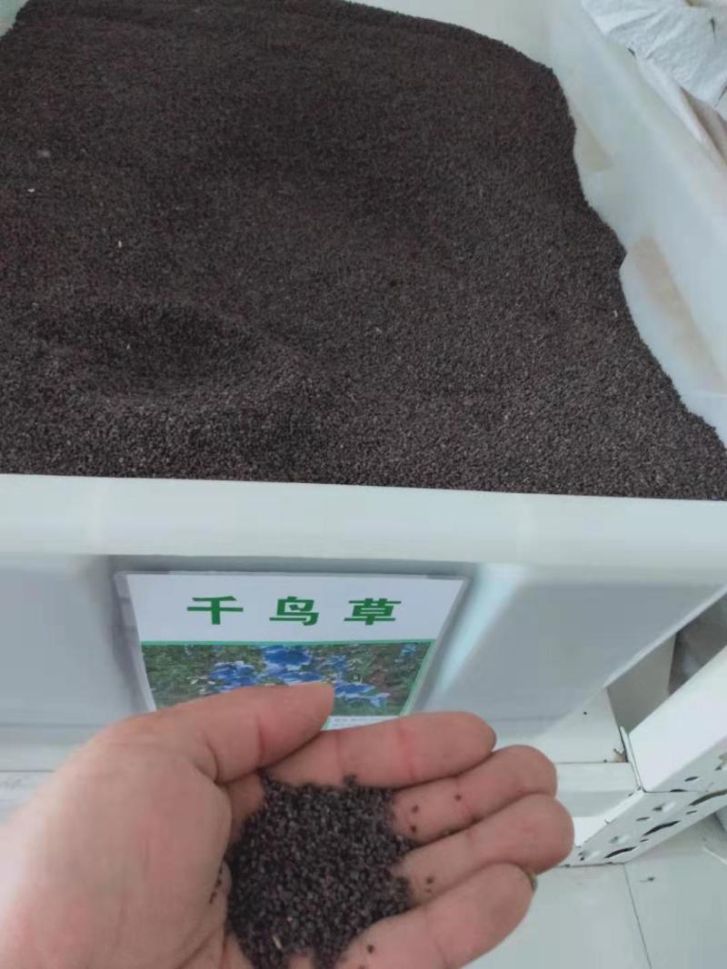 千鸟草种子小飞燕草蓝色花卉种子园林景观花海工程绿化