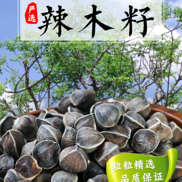 精选老树新果印度辣木籽