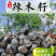 精选老树新果印度辣木籽