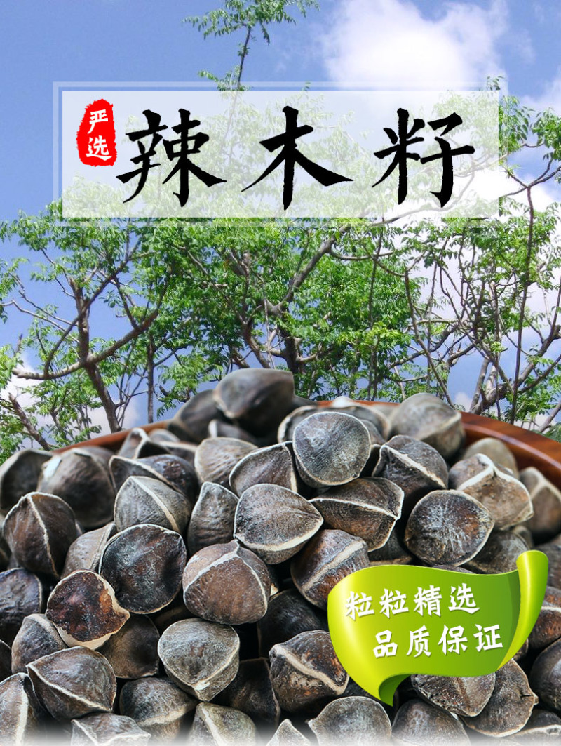精选老树新果印度辣木籽