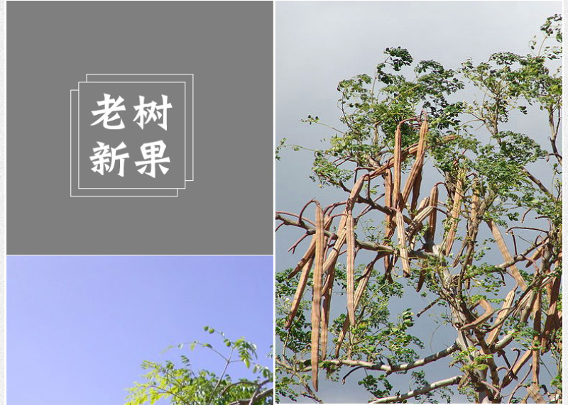精选老树新果印度辣木籽