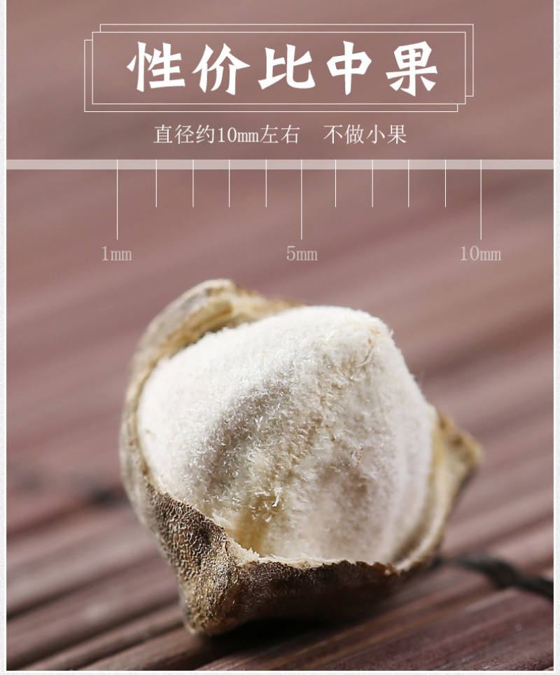精选老树新果印度辣木籽