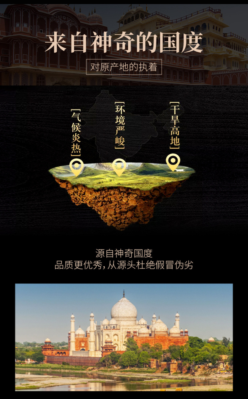 精选老树新果印度辣木籽