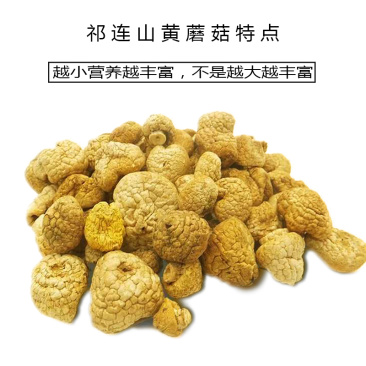 青海祁连野生黄菇正宗野生黄蘑菇