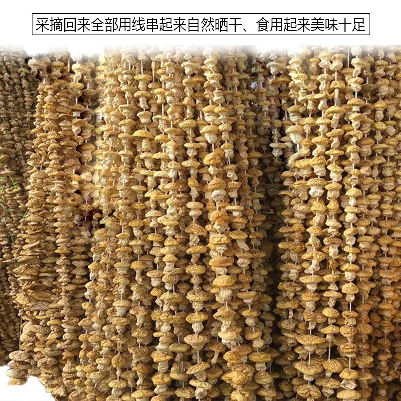 青海祁连野生黄菇正宗野生黄蘑菇