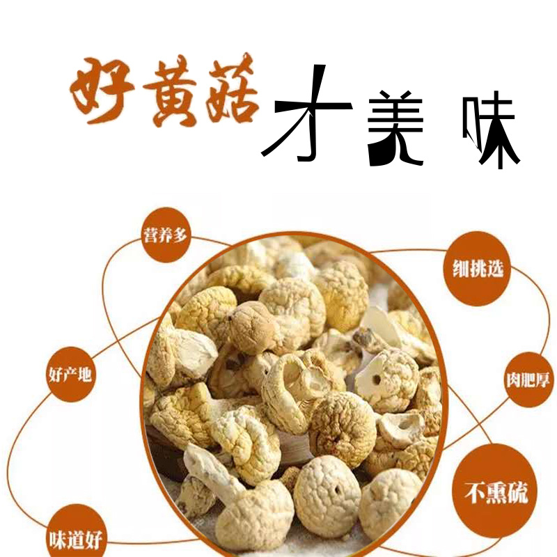 青海祁连野生黄菇正宗野生黄蘑菇