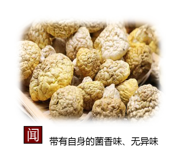 青海祁连野生黄菇正宗野生黄蘑菇