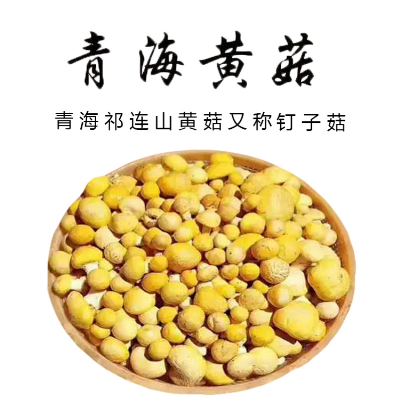 青海祁连野生黄菇正宗野生黄蘑菇