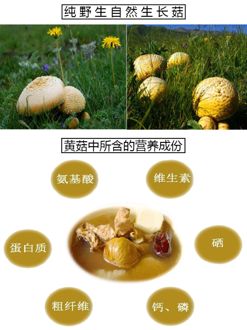 青海祁连野生黄菇正宗野生黄蘑菇