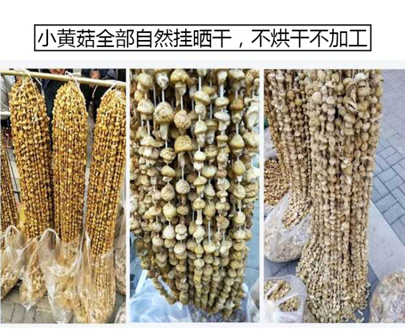 青海祁连野生黄菇正宗野生黄蘑菇