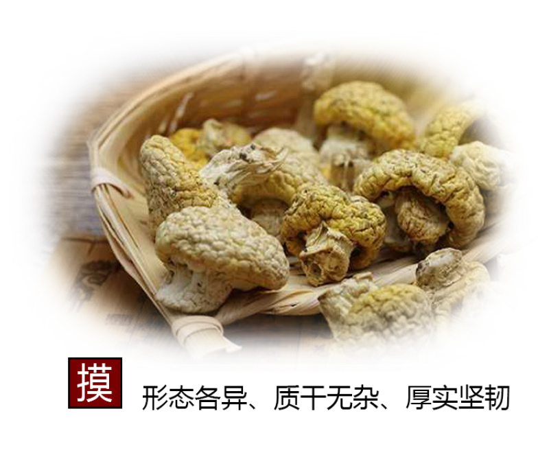 青海祁连野生黄菇正宗野生黄蘑菇