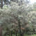 华山松种子林木种子绿化观赏松树种子白皮松种子油松种子