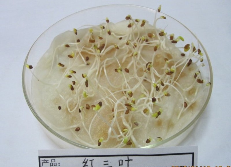 供应红三叶种子可观赏，做绿肥，耐湿性好，有药用价值