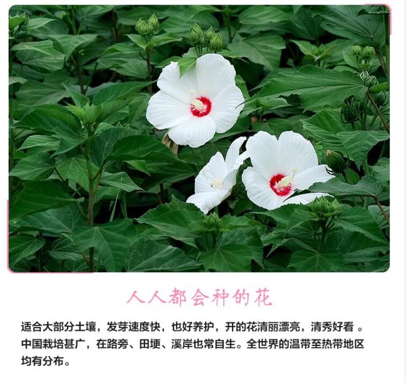大花秋葵种子芙蓉葵花籽草芙蓉花卉种子混色景观花海种植