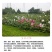 大花秋葵种子芙蓉葵花籽草芙蓉花卉种子混色景观花海种植